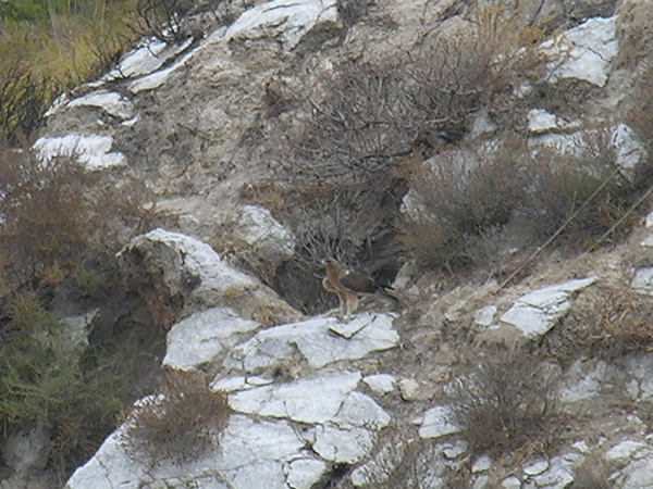 Aiuto per il riconoscimento di un''aquila [Aquila di Bonelli]